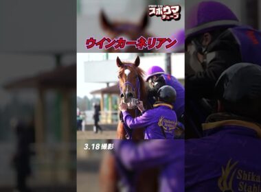 【高松宮記念出走予定】ウインカーネリアン　美浦での様子