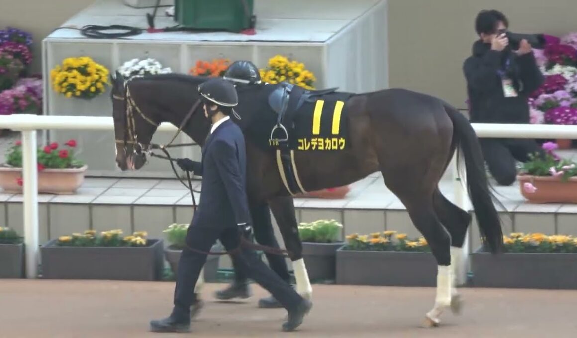 皐月賞への切符を掴んだのは‼  ①マテンロウゲイルと⑨ロードフィレール 現地映像 若葉ステークス