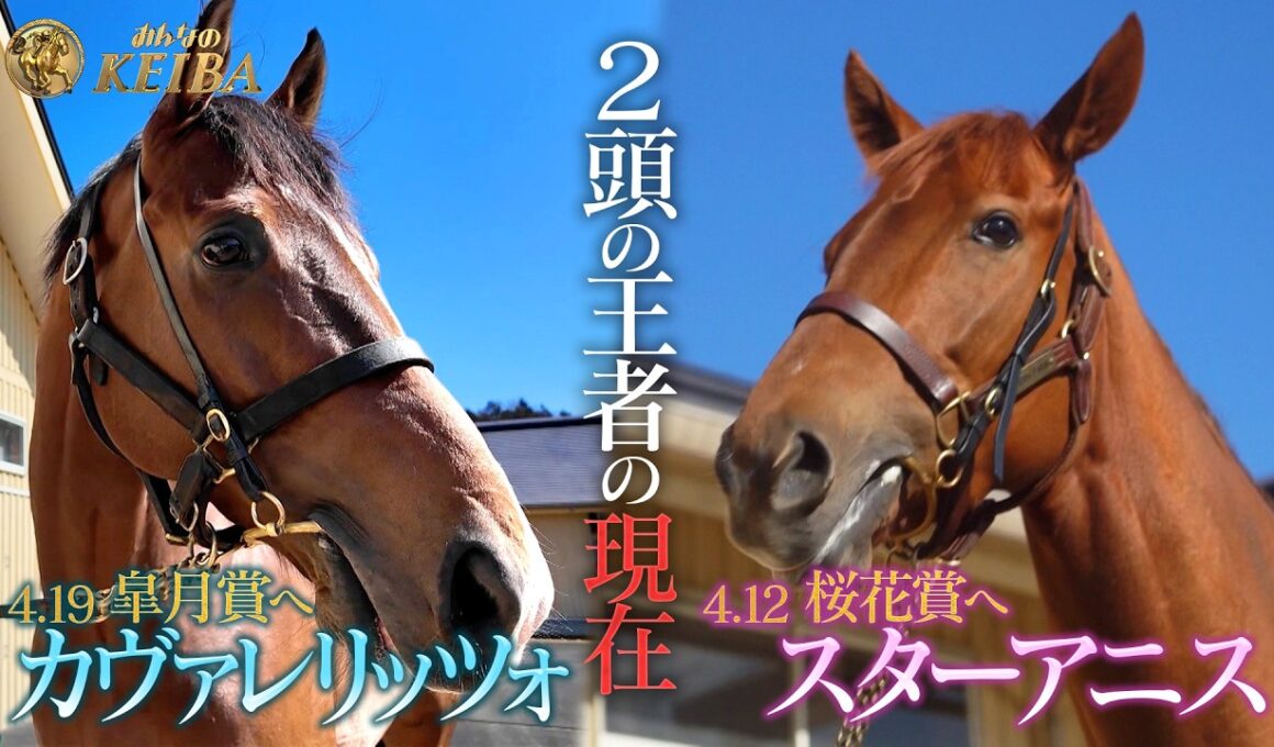 【春クラシック特別企画！2頭の王者の現在】カヴァレリッツォ＆スターアニス