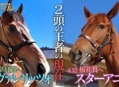 【春クラシック特別企画！2頭の王者の現在】カヴァレリッツォ＆スターアニス
