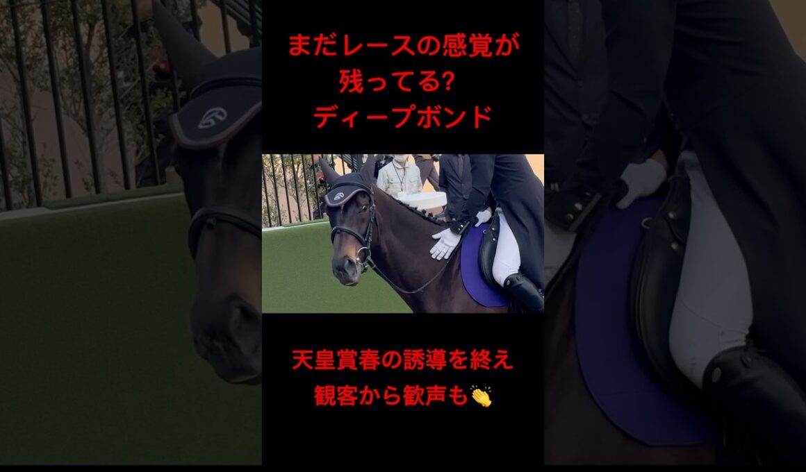 [まだ興奮してる？] アイドルホース ディープボンド 天皇賞春の誘導を終え歓声に応える #天皇賞 #天皇賞春 #ディープボンド #競馬 #誘導馬 #shorts
