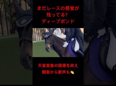 [まだ興奮してる？] アイドルホース ディープボンド 天皇賞春の誘導を終え歓声に応える #天皇賞 #天皇賞春 #ディープボンド #競馬 #誘導馬 #shorts