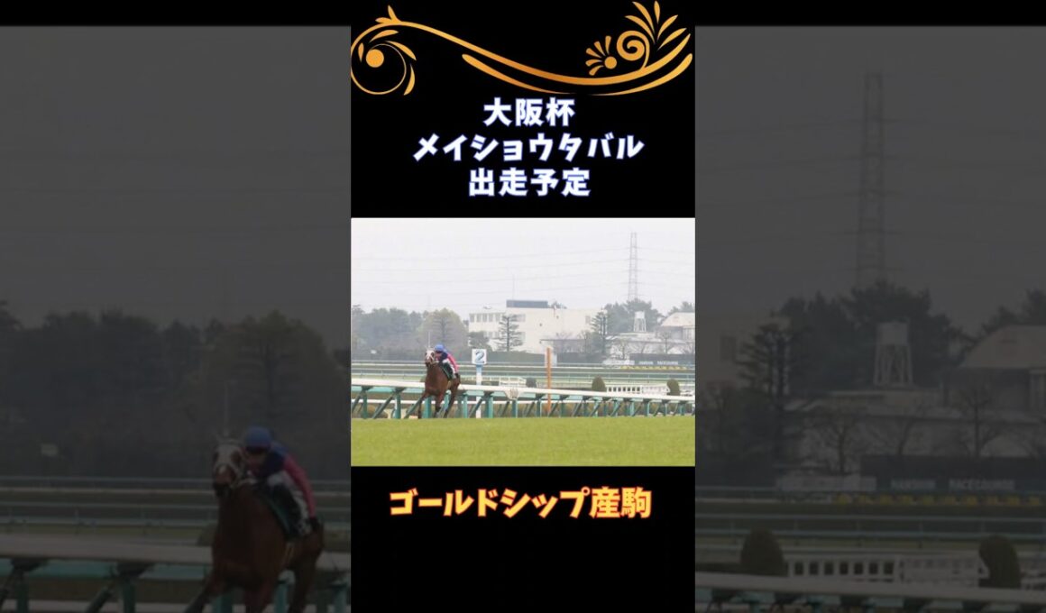 【ゴールドシップ産駒】メイショウタバル【大阪杯へ】 #ゴールドシップ #競馬 #ゴルシ #horse #shorts