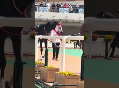 中山グランドジャンプに行くのかな❓ホウオウブロサンゲ🐴