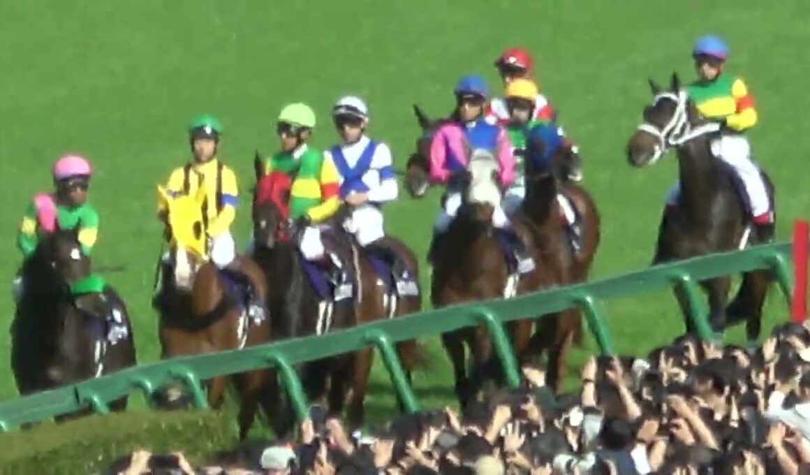 【大阪杯2026】カルガモ親子のようにゲートへ向かう強い馬さんたち 現地映像 クロワデュノール