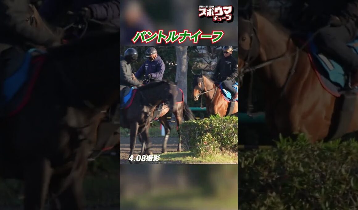 【皐月賞出走予定】 パントルナイーフ　美浦での様子