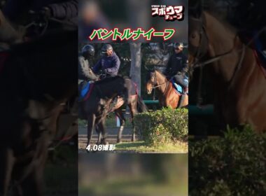 【皐月賞出走予定】 パントルナイーフ　美浦での様子
