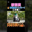 【桜花賞2026】本命度ナンバー1はこの馬🔥アスコリピチェーノ、アドマイヤマーズ級！