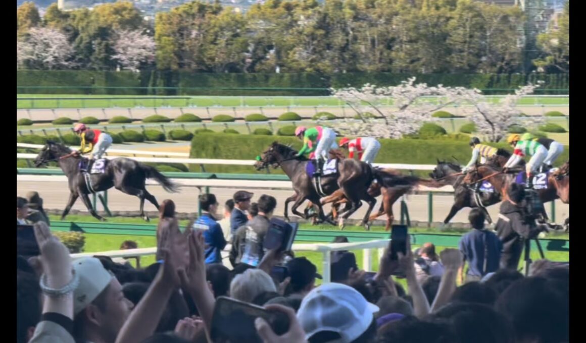 【競馬現地映像】クロワデュノール大阪杯完全制覇‼️現地映像フルバージョン‼️横綱相撲での圧勝‼️我らがレーベンスティールは６着。。。