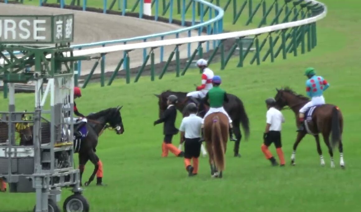 【秋華賞2025】ゲートへ行きたくない⁉⑮インヴォーグ 現地映像 ⑪エンブロイダリー