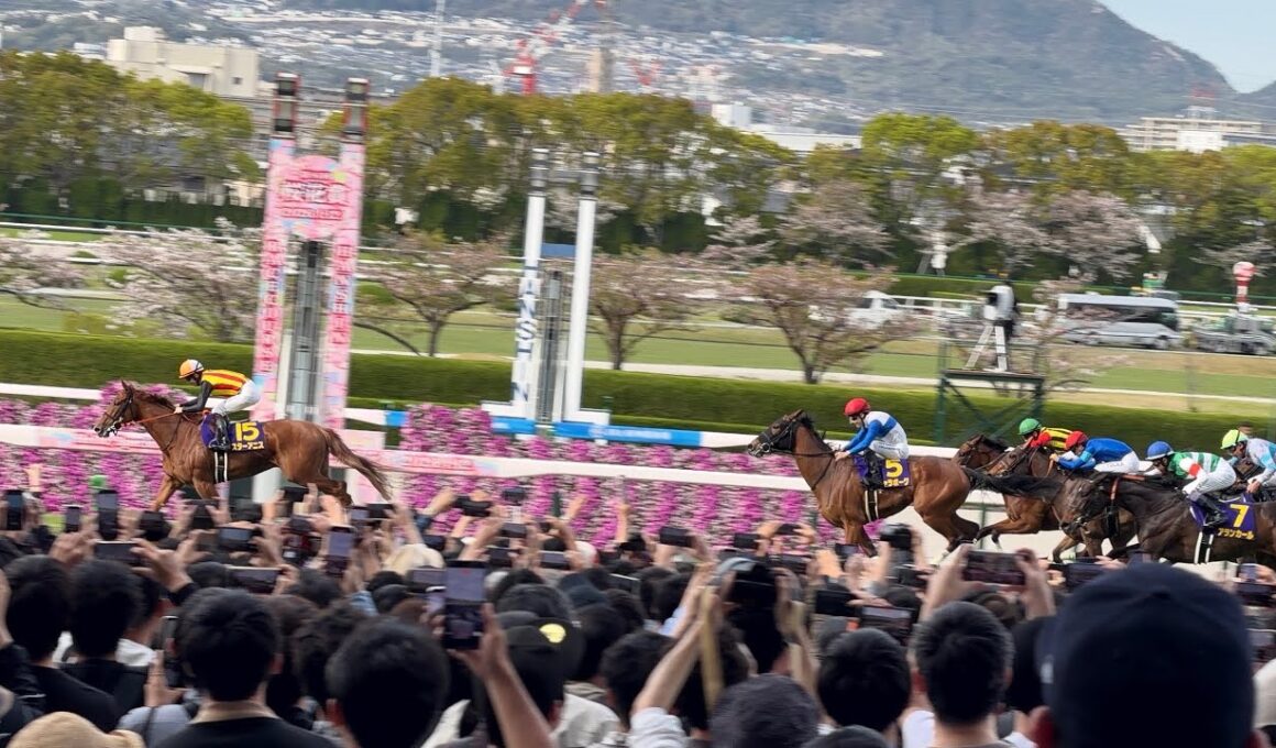 【２歳女王の貫禄】2026年 桜花賞 スターアニス  松山弘平 現地映像 ファンファーレ〜ウイニングラン