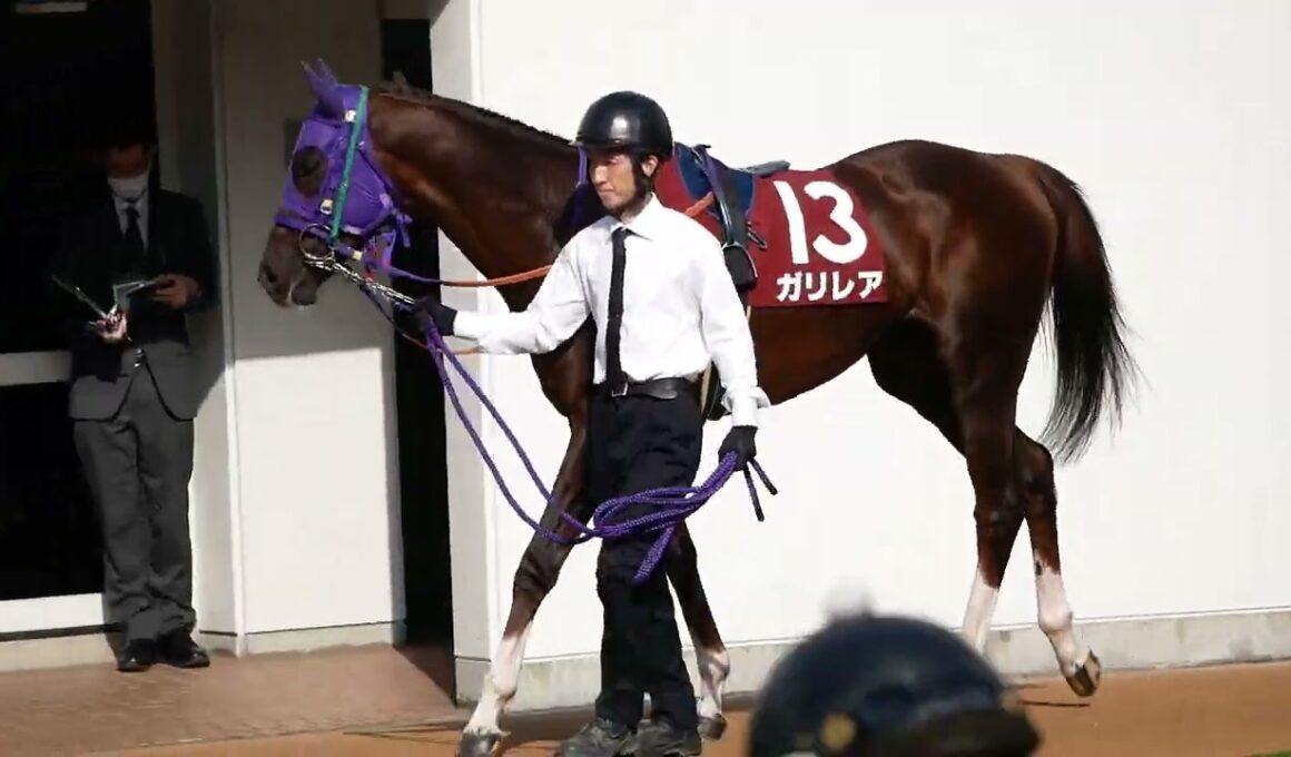 NHKマイルカップの切符を掴むためガリレアと石橋脩騎手で挑むニュージーランドT、パドック映像。　#競馬