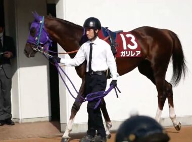 NHKマイルカップの切符を掴むためガリレアと石橋脩騎手で挑むニュージーランドT、パドック映像。　#競馬