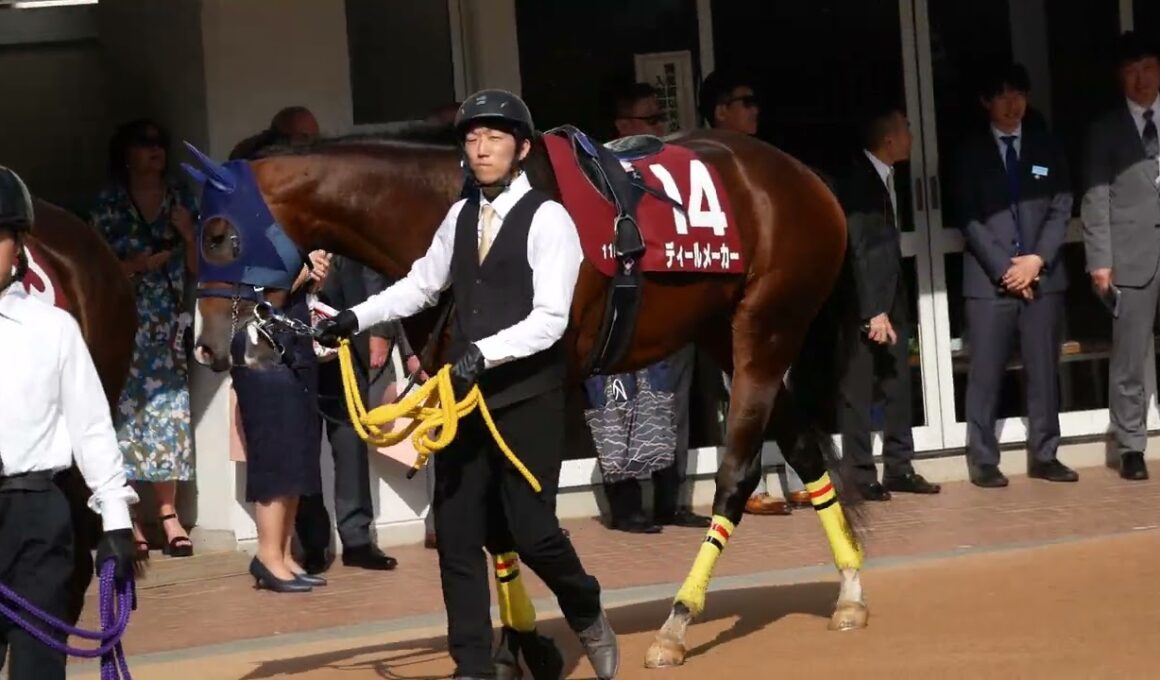 NHKマイルカップの切符を掴むためディールメーカーと戸崎圭太騎手が挑むニュージーランドT、パドック映像。　#競馬