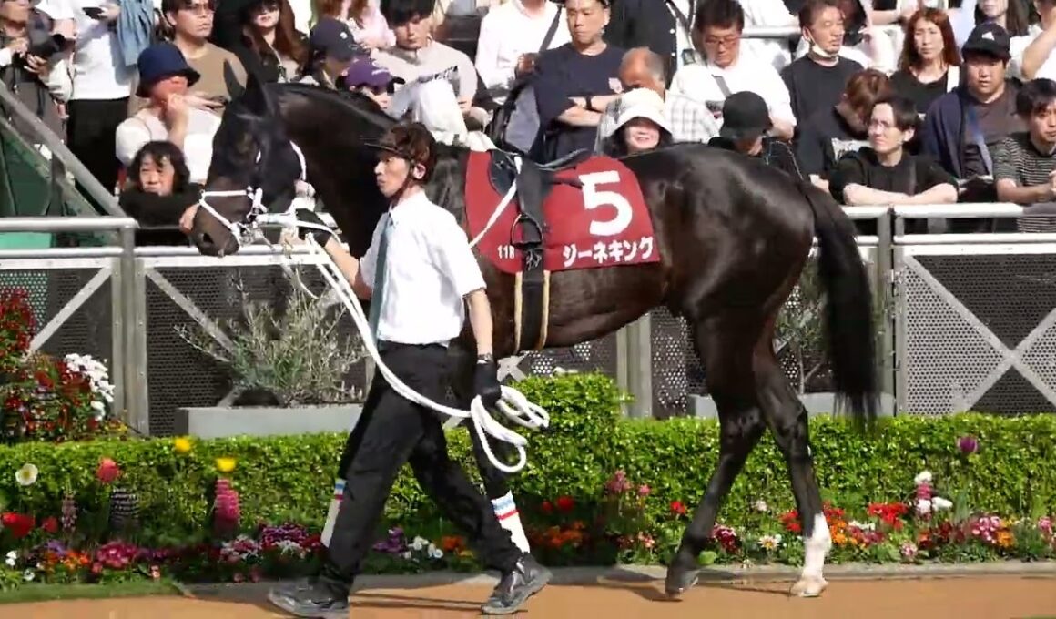 NHKマイルカップの切符を掴むためジーネキングと横山和生騎手と挑むニュージーランドTのパドック映像。　#競馬