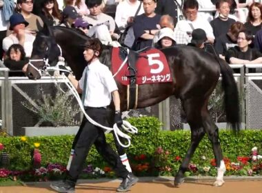 NHKマイルカップの切符を掴むためジーネキングと横山和生騎手と挑むニュージーランドTのパドック映像。　#競馬