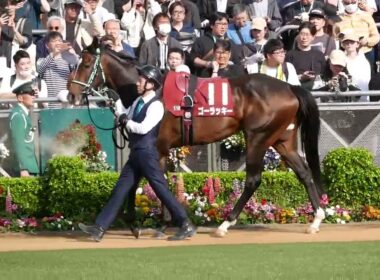 NHKマイルカップの切符を掴むため横山武史騎手とゴーラッキーで挑むニュージーランドT。パドック映像　#競馬予想