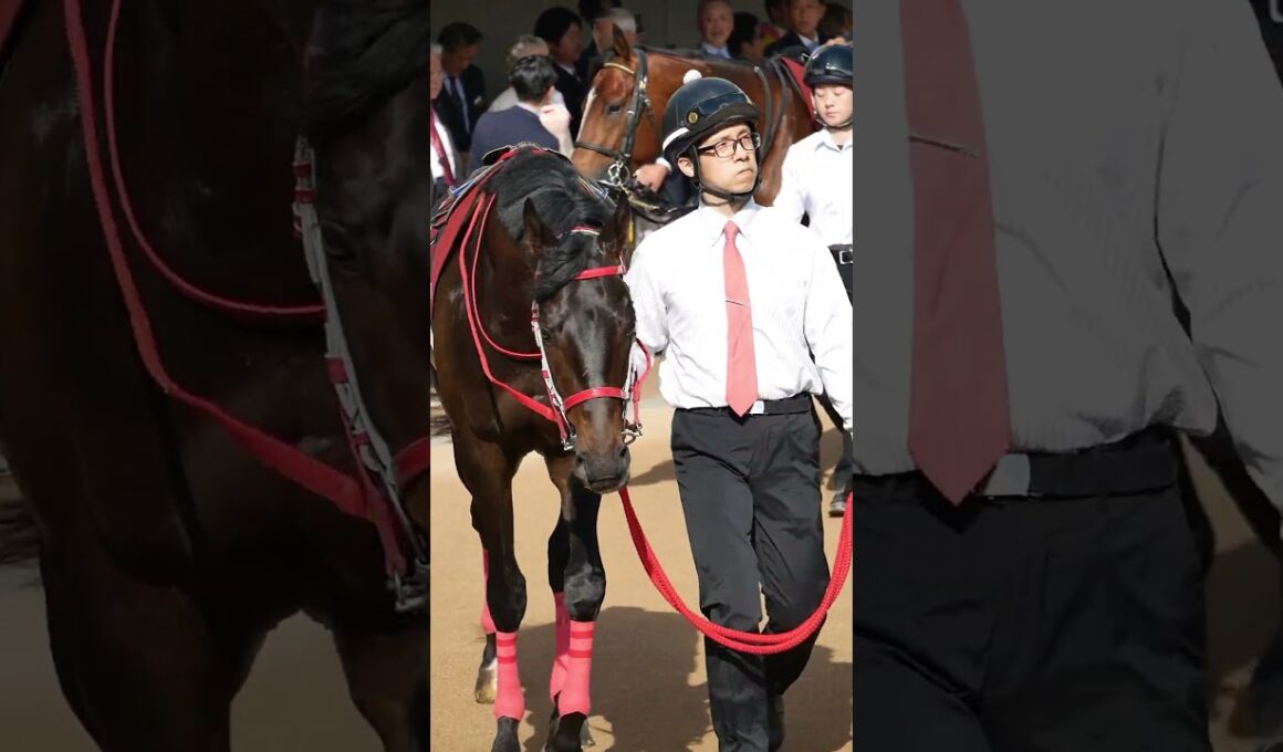 NHKマイルカップの切符をかけて挑むニュージーランドT　2026年 ニュージーランドトロフィー (GII) 出馬表​中山競馬場 / 芝1600m　#競馬