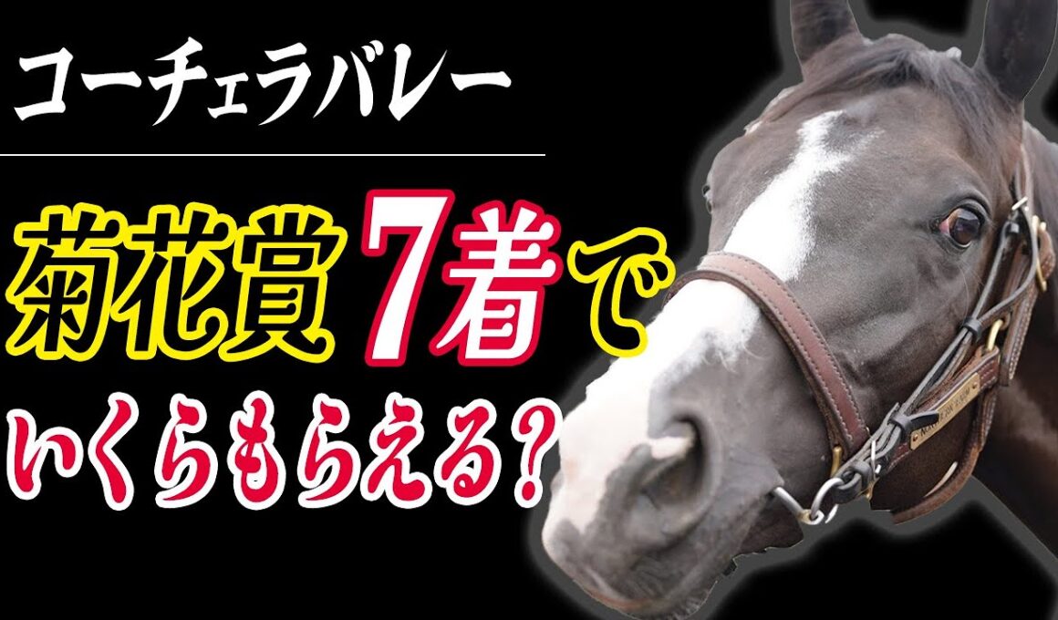 【菊花賞2025回顧】出資馬コーチェラバレーは15番人気7着　出走奨励金の額が半端ない！