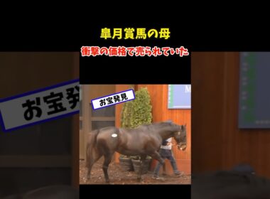 皐月賞馬の母、衝撃の価格で売られていた