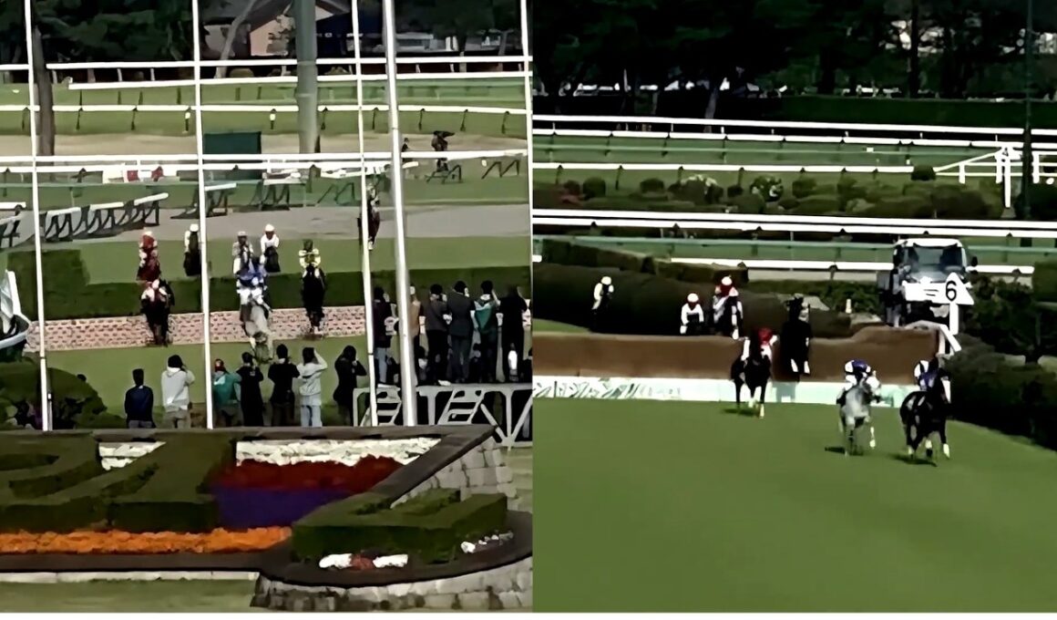 【ダイジェスト版】JGⅠ 中山グランドジャンプ2026 エコロデュエル圧勝 中山競馬場 04/18
