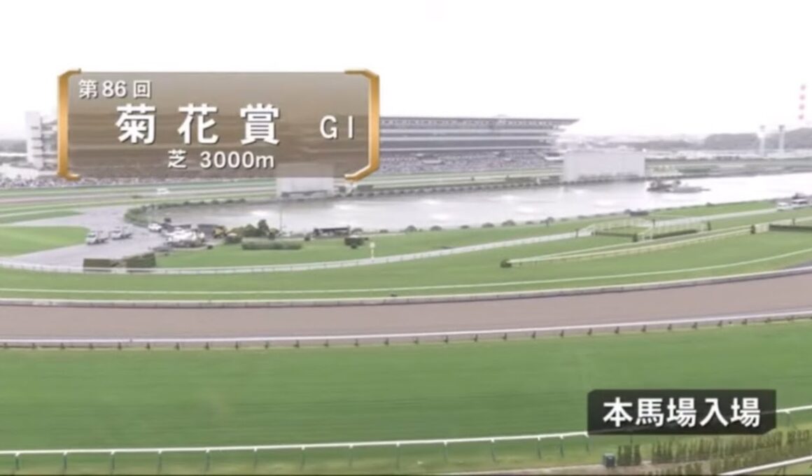 菊花賞2025本馬場入場【みんなのKEIBA】