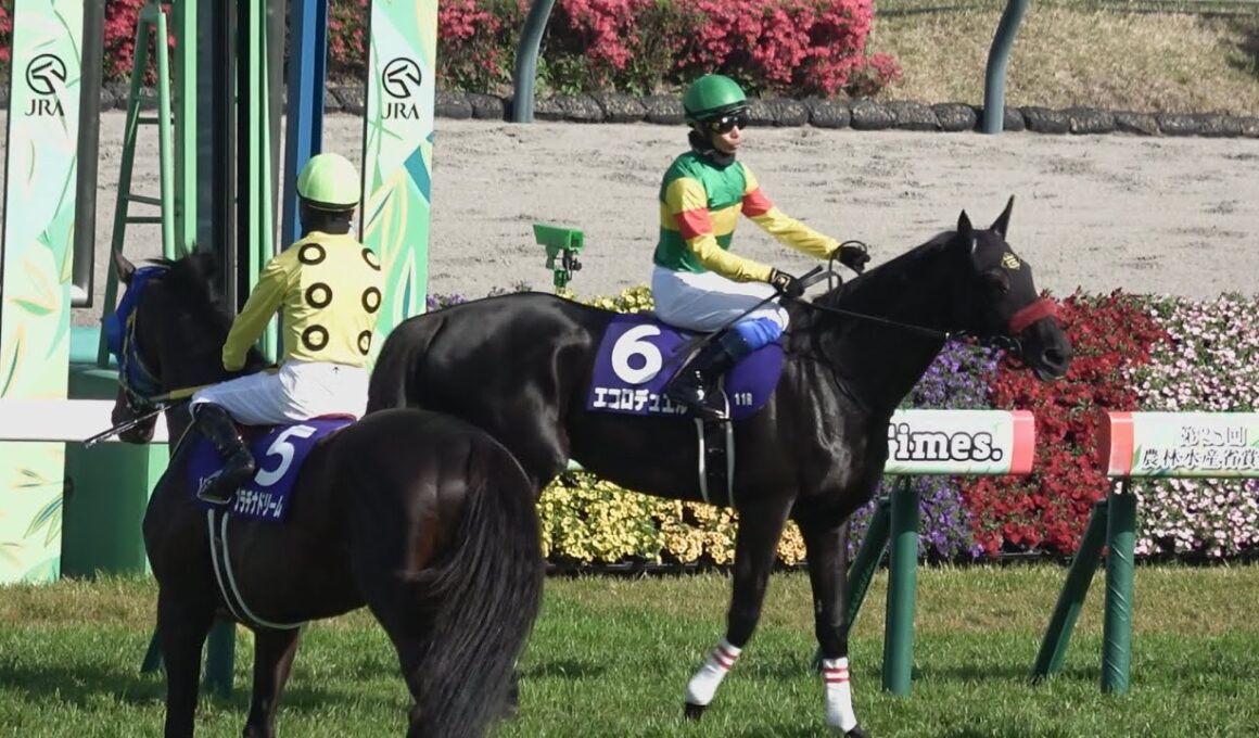 【本馬場入場】2026 J・GⅠ 中山グランドジャンプ　【中山競馬場】