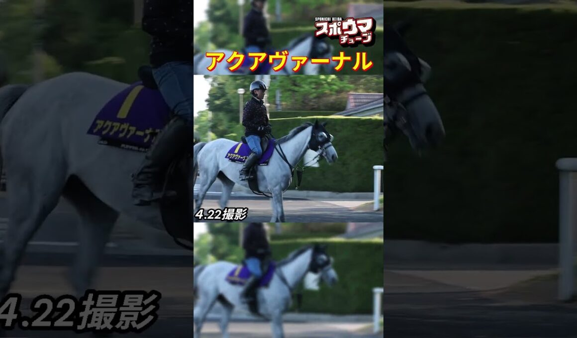 【天皇賞・春1週前】アクアヴァーナル 　栗東での様子