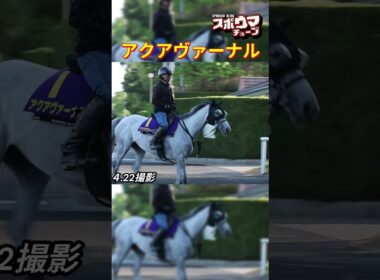 【天皇賞・春1週前】アクアヴァーナル 　栗東での様子