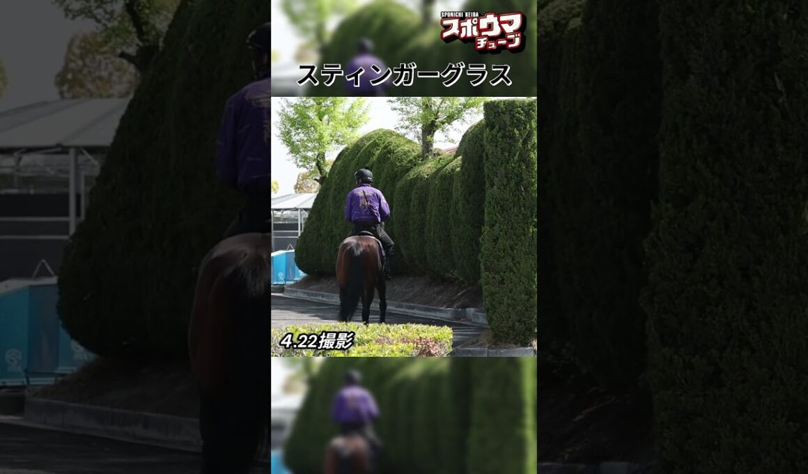 【天皇賞・春1週前】スティンガーグラス　栗東での様子