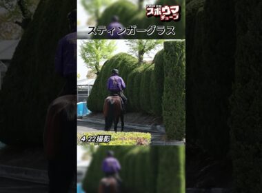 【天皇賞・春1週前】スティンガーグラス　栗東での様子