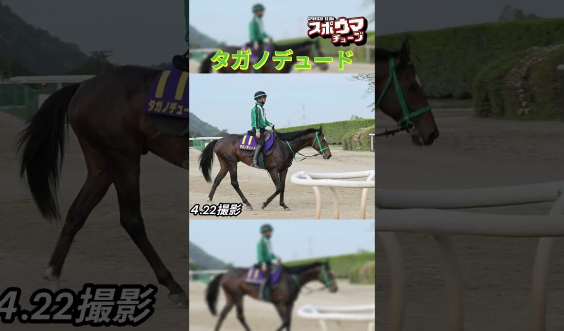 【天皇賞・春1週前】タガノデュード　栗東での様子