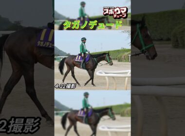 【天皇賞・春1週前】タガノデュード　栗東での様子