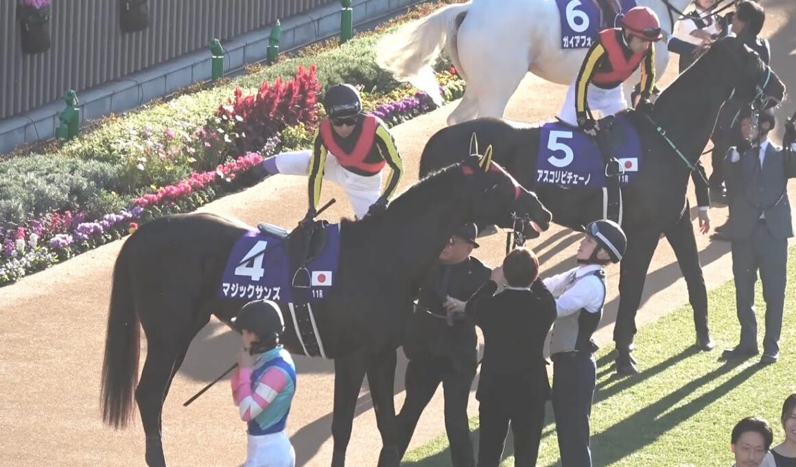 【現地 パドック】2025 G1 マイルチャンピオンシップ  各陣営の様子【京都競馬場】