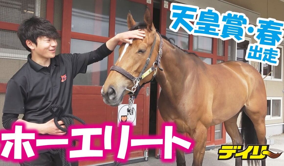 【天皇賞・春】美浦の超美人馬ホーエリート　泉助手「フレンドリーなタイプで自分から寄ってくる」「手のかからない馬」　ゆるっとミニインタビュー