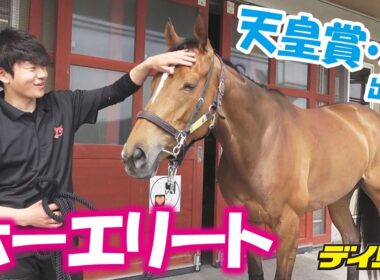 【天皇賞・春】美浦の超美人馬ホーエリート　泉助手「フレンドリーなタイプで自分から寄ってくる」「手のかからない馬」　ゆるっとミニインタビュー
