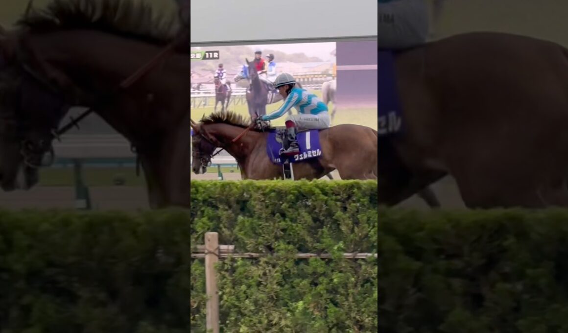 天皇賞(春)ヴェルミセル馬場入場#天皇賞春#京都競馬場#ヴェルミセル#rukiチャンネル#shorts
