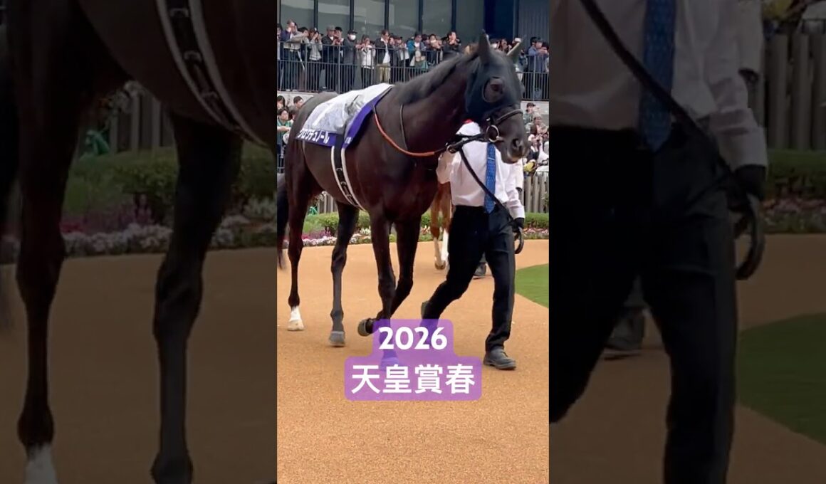 【騎手なし】#競馬 #天皇賞春 #パドック  #クロワデュノール #京都競馬場 #ヴェルテンベルク #アドマイヤテラ