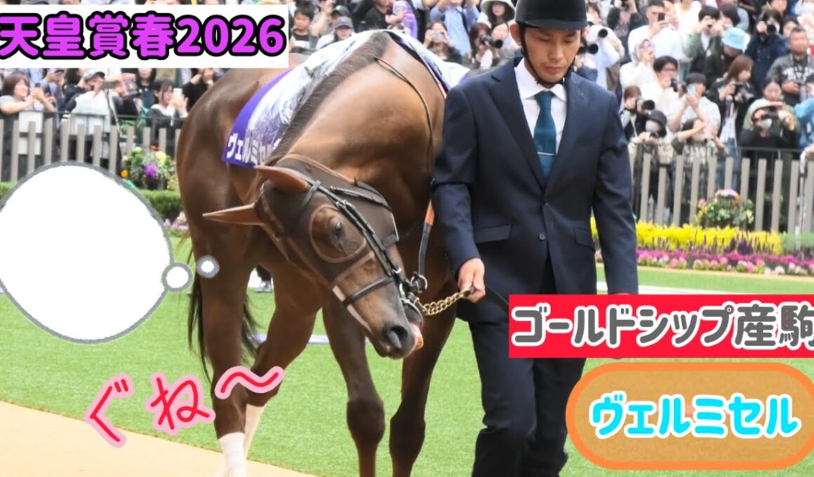 【天皇賞春2026】強敵ぞろいの中どう走ろうか首をかしげて思案するゴルシ産駒の優等生ヴェルミセル【ゴールドシップ産駒】