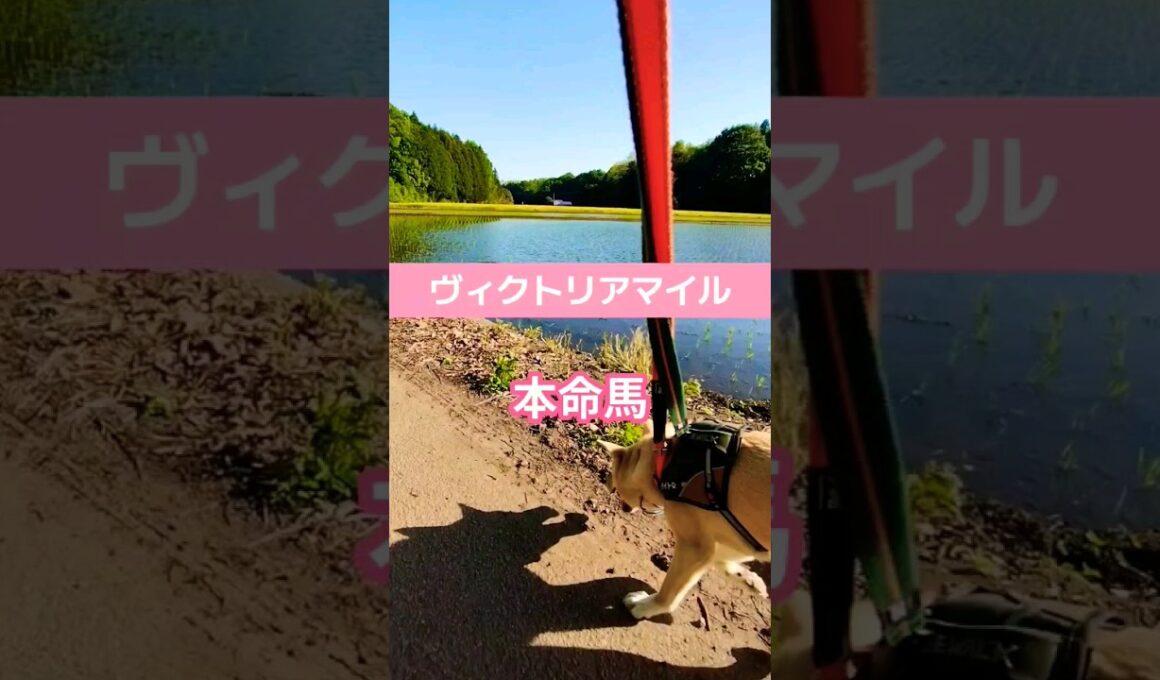 ヴィクトリアマイル #競馬 #競馬予想 ＃ヴィクトリアマイル　#shorts