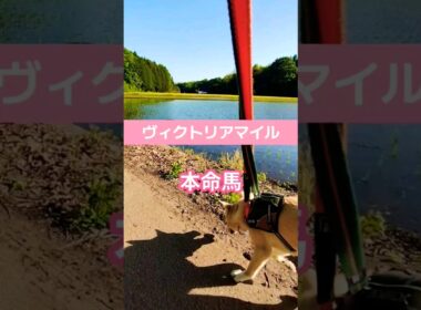ヴィクトリアマイル #競馬 #競馬予想 ＃ヴィクトリアマイル　#shorts