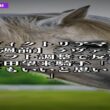 5月7日競馬情報｜【ヴィクトリアマイル・1週前】ラヴァンダがソフト調整で反撃へ　岩田望来騎手「一変してもいいと思います」 #Shorts