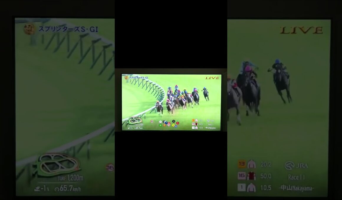 スプリンターズステークス2025反応本命サトノレーヴにした結果...#スプリンターズs #スプリンターズステークス #競馬　#三浦皇成　#競馬反応