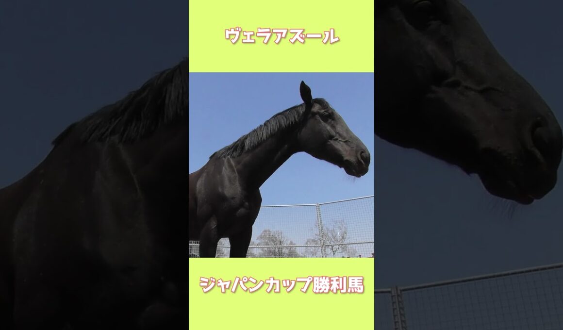 ヴェラアズール特別展示｜ジャパンカップ優勝馬に会ってきた【GW限定】