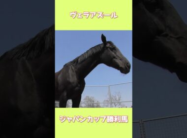 ヴェラアズール特別展示｜ジャパンカップ優勝馬に会ってきた【GW限定】