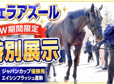 ヴェラアズール特別展示｜ジャパンカップ優勝馬に会ってきた【GW限定】