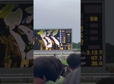 2026 GI 天皇賞(春) 確定の瞬間 現地映像 in 京都競馬場 #競馬 #天皇賞春 #春天 #クロワデュノール #京都競馬場