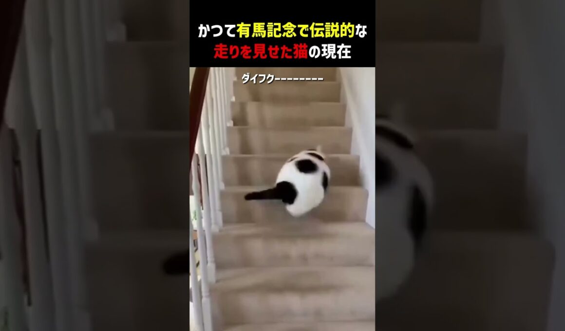 かつて有馬記念で伝説的な走りを見せて猫の現在