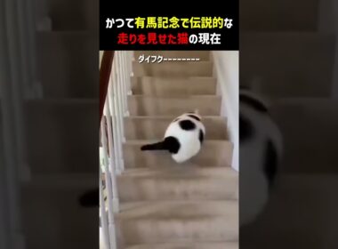 かつて有馬記念で伝説的な走りを見せて猫の現在