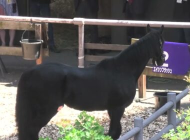 エイシンフラッシュ(日本ダービーと天皇賞・秋の優勝馬)が東京競馬場ローズガーデンを周回